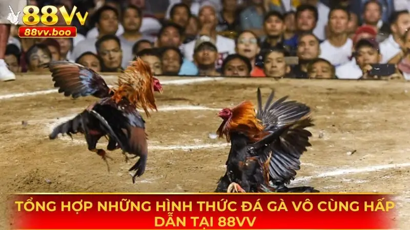 Những hình thức đá gà vô cùng hấp dẫn có tại sân chơi